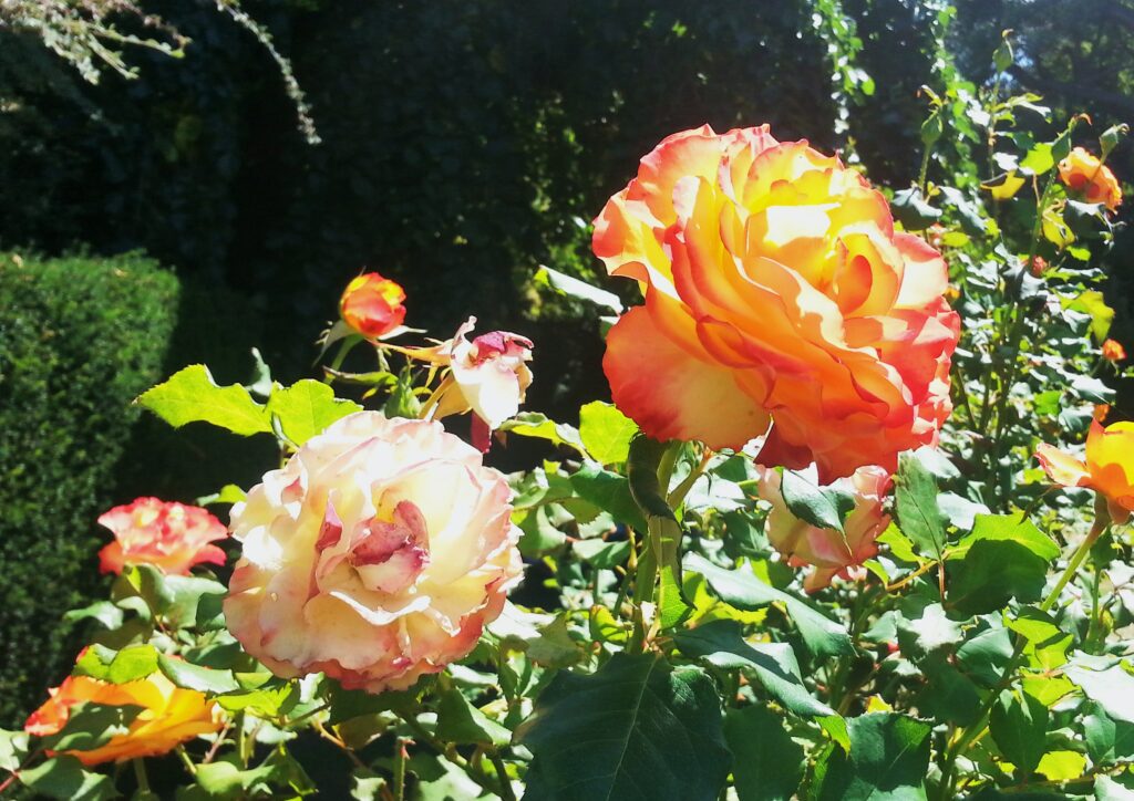 Rose, Rosen, Rosa, Rosengarten Christchurch Neuseeland