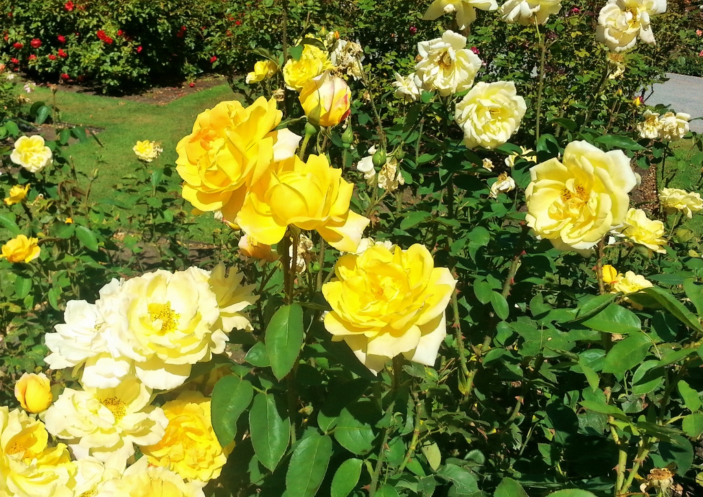 Teerose, Teerosenhybride, Tee-Hybride, Rosa indica fragrans, Teerose 'Eldorado'