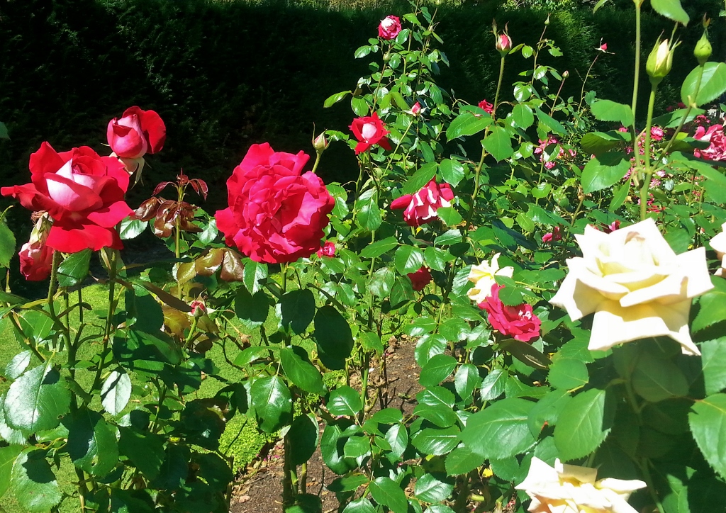 Teerose, Teerosenhybride, Tee-Hybride, Rosa indica fragrans, Teerose 'Lady', Teerose 'FRYjingo', Rosenarten