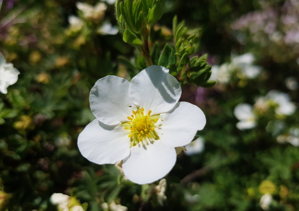 Fingerkraut, Potentilla, Mandschurischer Fingerstrauch, Potentilla glabra