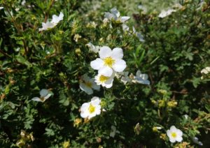 Fingerkraut, Potentilla, Mandschurischer Fingerstrauch, Potentilla glabra