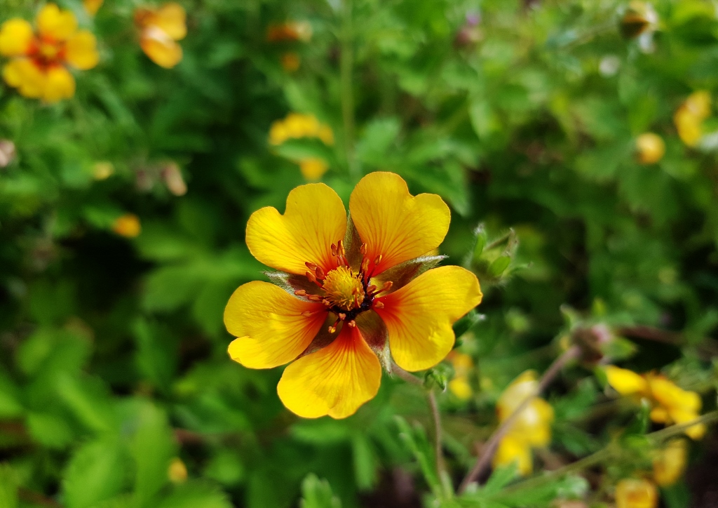 Finkerkraut, Himalaya-Fingerkraut, Potentilla, Potentilla argyrophylla, Potentilla astrosanguinea var. argyrophylla