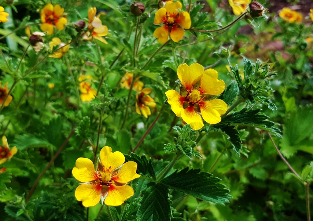 Finkerkraut, Himalaya-Fingerkraut, Potentilla, Potentilla argyrophylla, Potentilla astrosanguinea var. argyrophylla