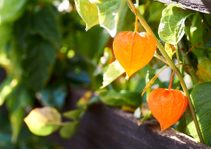 Lampionblume, Physalis, Peruanische Blasenkirsche, Physalis peruviana