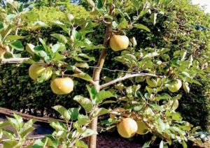 Apfelbaum, Apfelbäume, Schnitt, Schnitt am Apfelbaum, Apfel, Äpfel, Apfelholz, Malus, Kulturapfel, Malus domestica, Apfelfrucht, Apfelspalier, Fruchttriebe