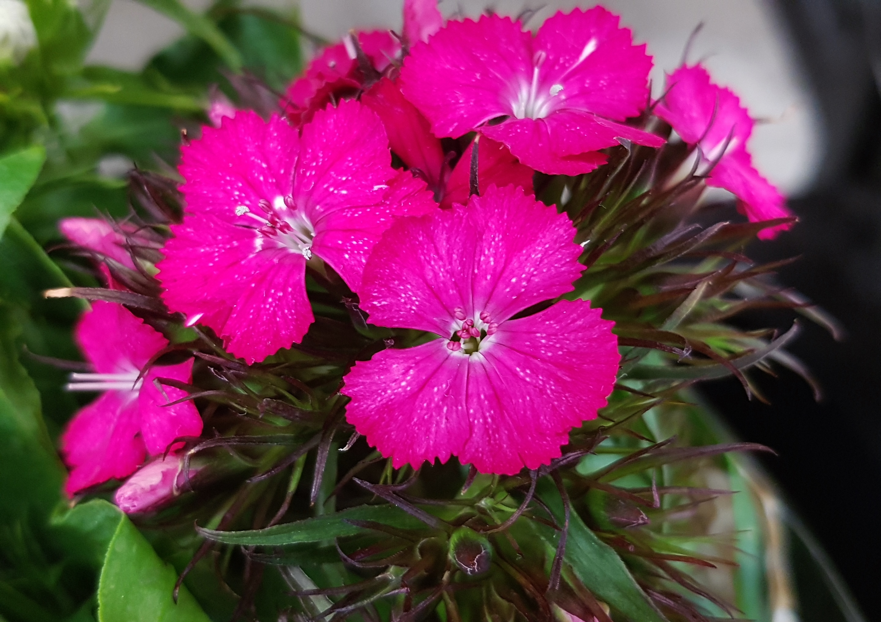 Nelke, Nelken, Bartnelke, Dianthus, Dianthus barbatus