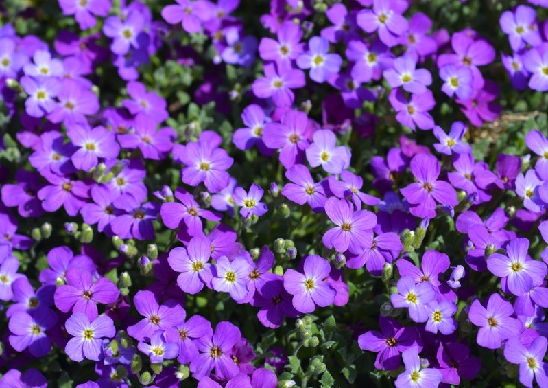 Kreuzblütengewächse, Blaukissen, Aubrieta, Aubrieta Dr. Mules, Aubrieta x cultorum
