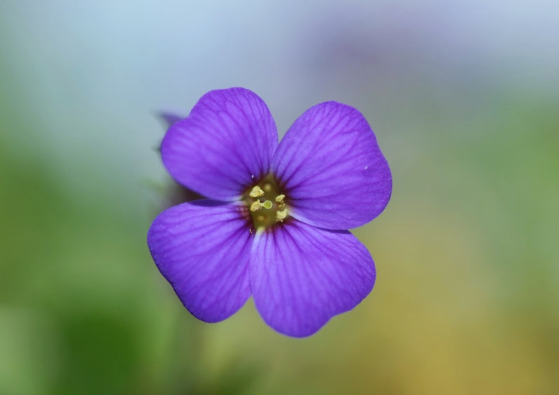 Blaukissen, Aubrieta, Aubrieta deltoidea, Griechisches Blaukissen
