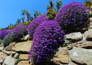 Blaukissen, Aubrieta, Felsenkresse