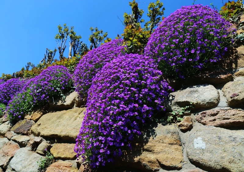 Blaukissen, Aubrieta, Felsenkresse