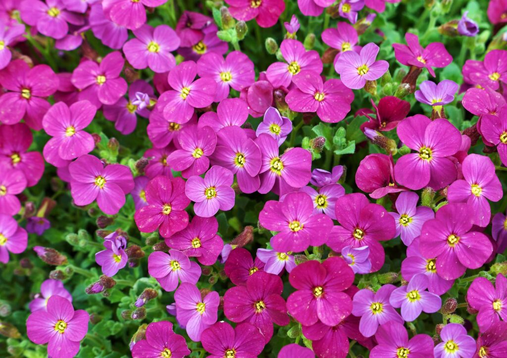 Blaukissen, Aubrieta, rosa Blaukissen