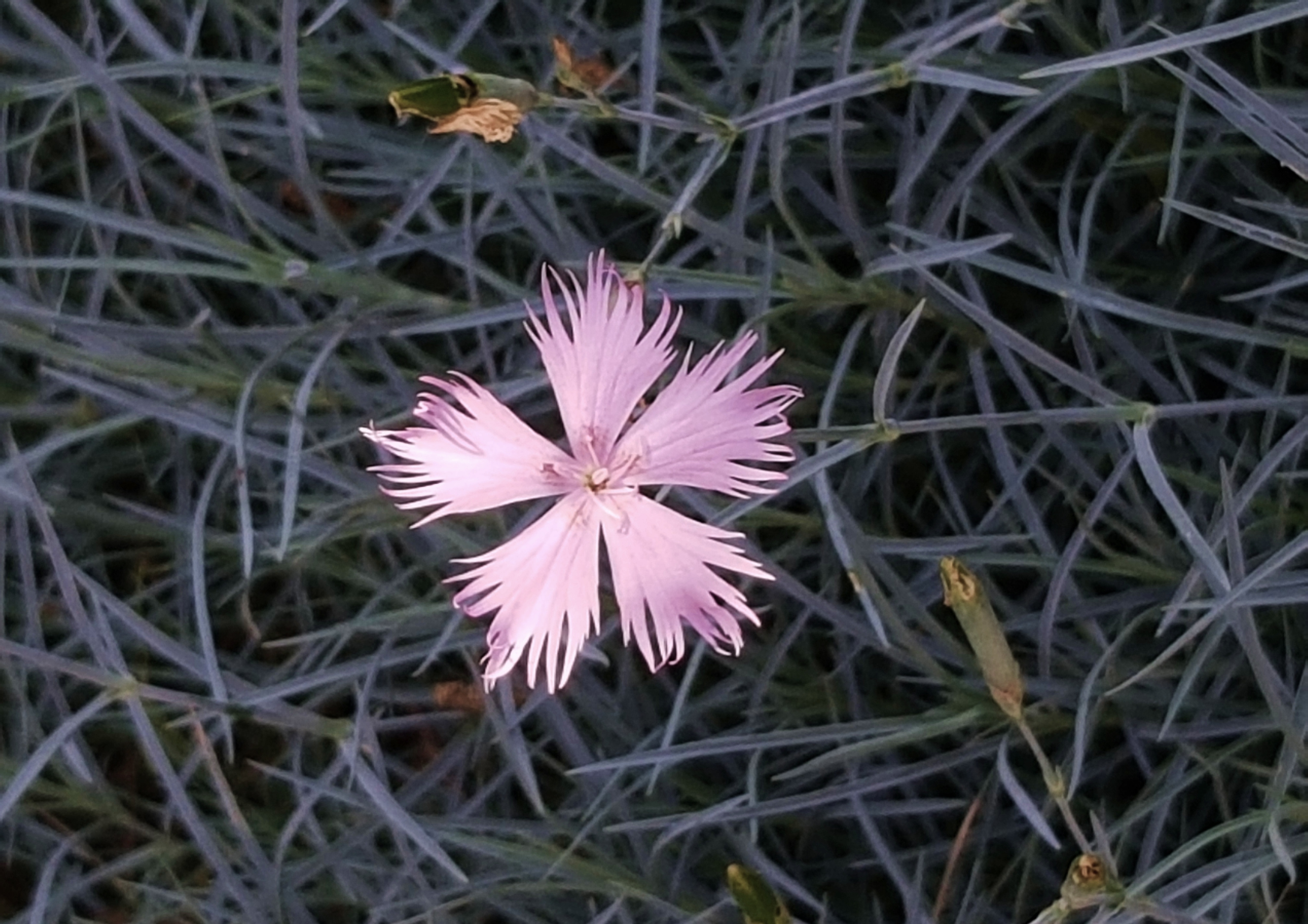 Nelke, Nelken, Feder-Nelke, Dianthus, Dianthus plumarius
