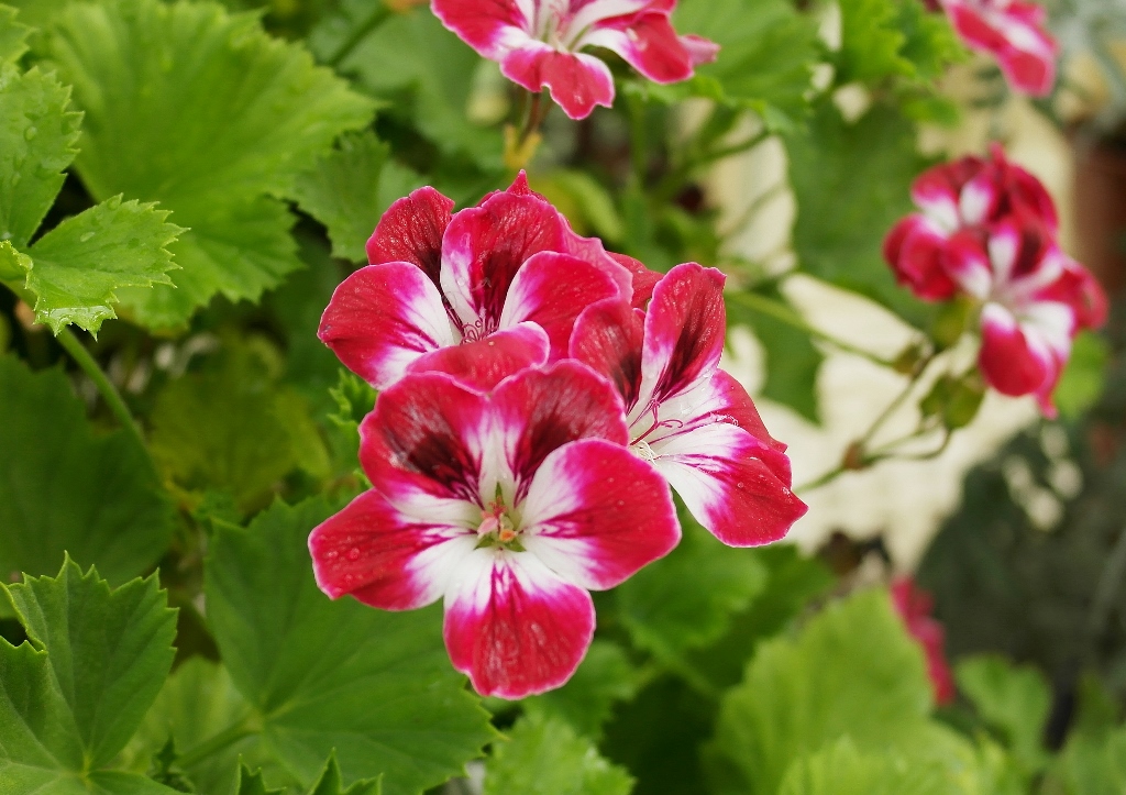 Geranie, Geranium, Pelargonie, Pelargonien, Pelargonium