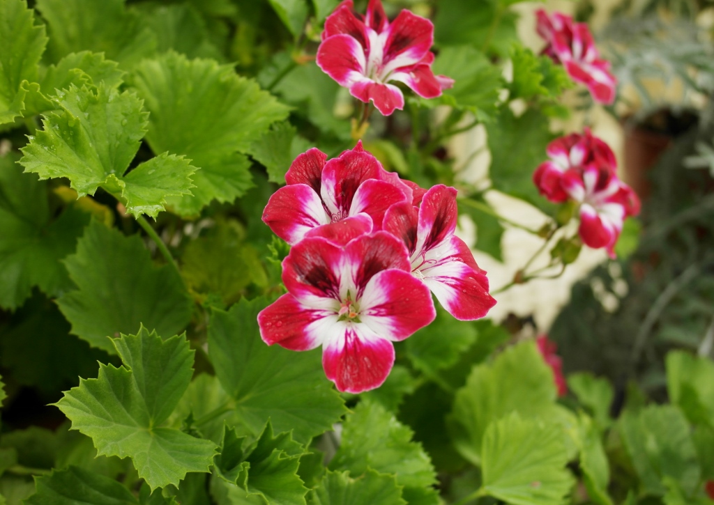 Geranie, Geranien, Geranium, Pelargonie, Pelargonien, Pelargonium