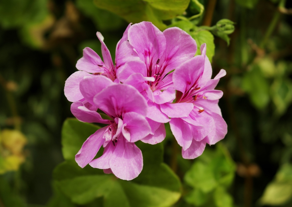 Geranie, Geranien, Geranium, Pelargonie, Pelargonien, Pelargonium