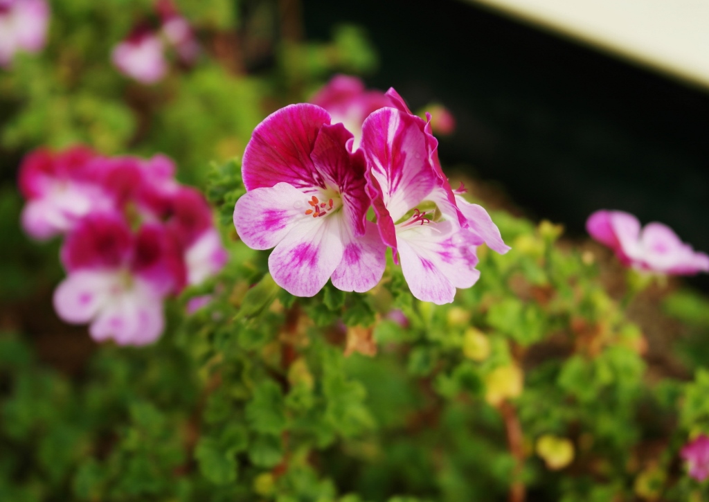 Geranie, Geranien überwintern, Geranium, Pelargonie, Pelargonien, Pelargonium, Knutschfleck-Geranie, Duftgeranie, Pelargonium crispum