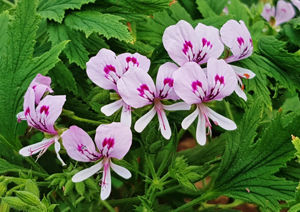 Geranie, Geranium, Pelargonie, Pelargonien, Pelargonium, Pelargonium echinatum