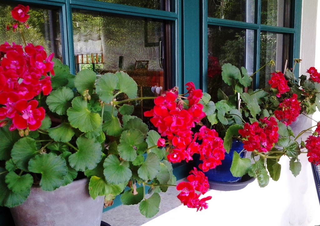 Geranie, Geranium, Pelargonie, Pelargonien, Pelargonium