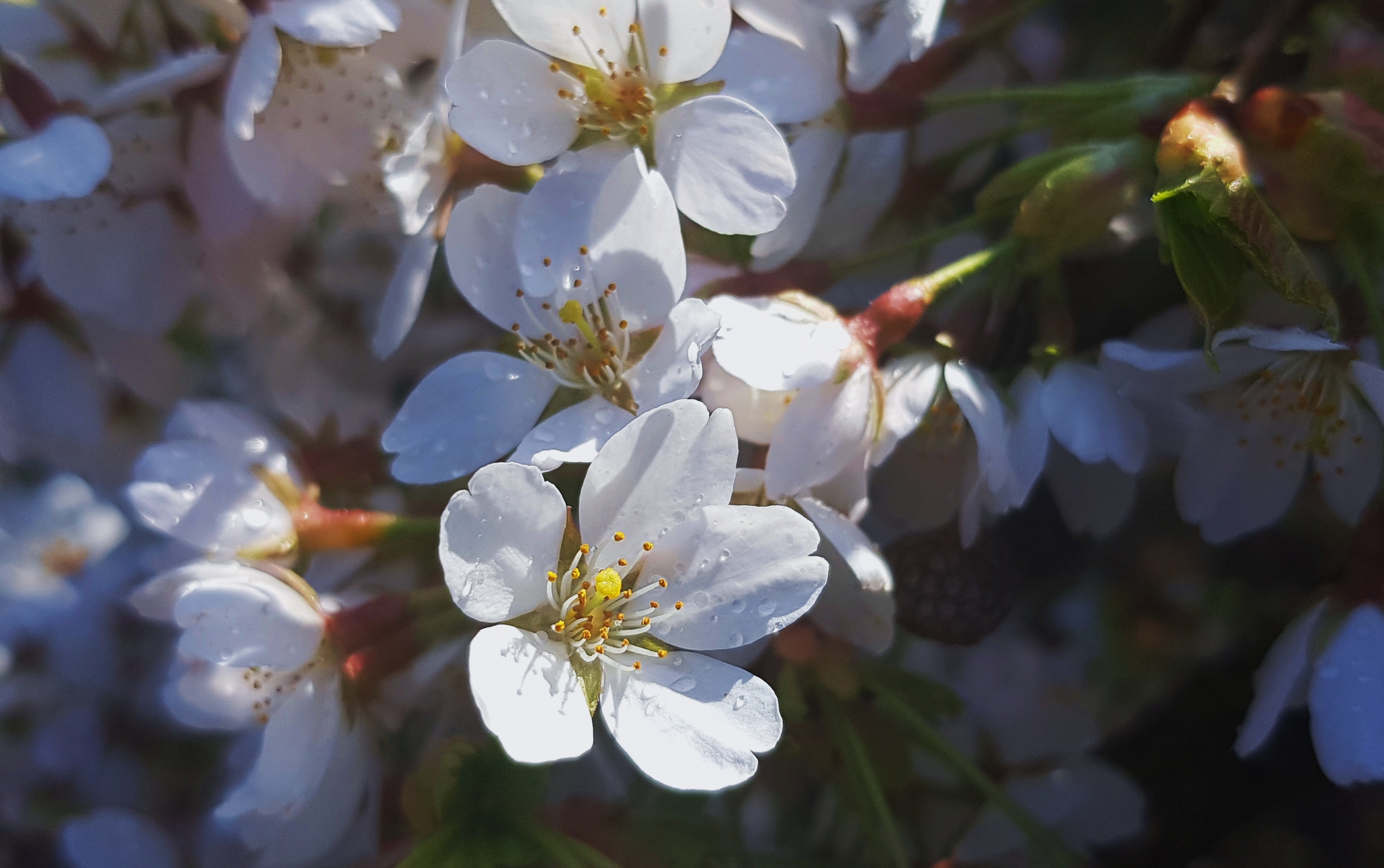 Kirsche, Kirschen, Kirschbaum, Prunus, Kirschbäume, Kirschblüte