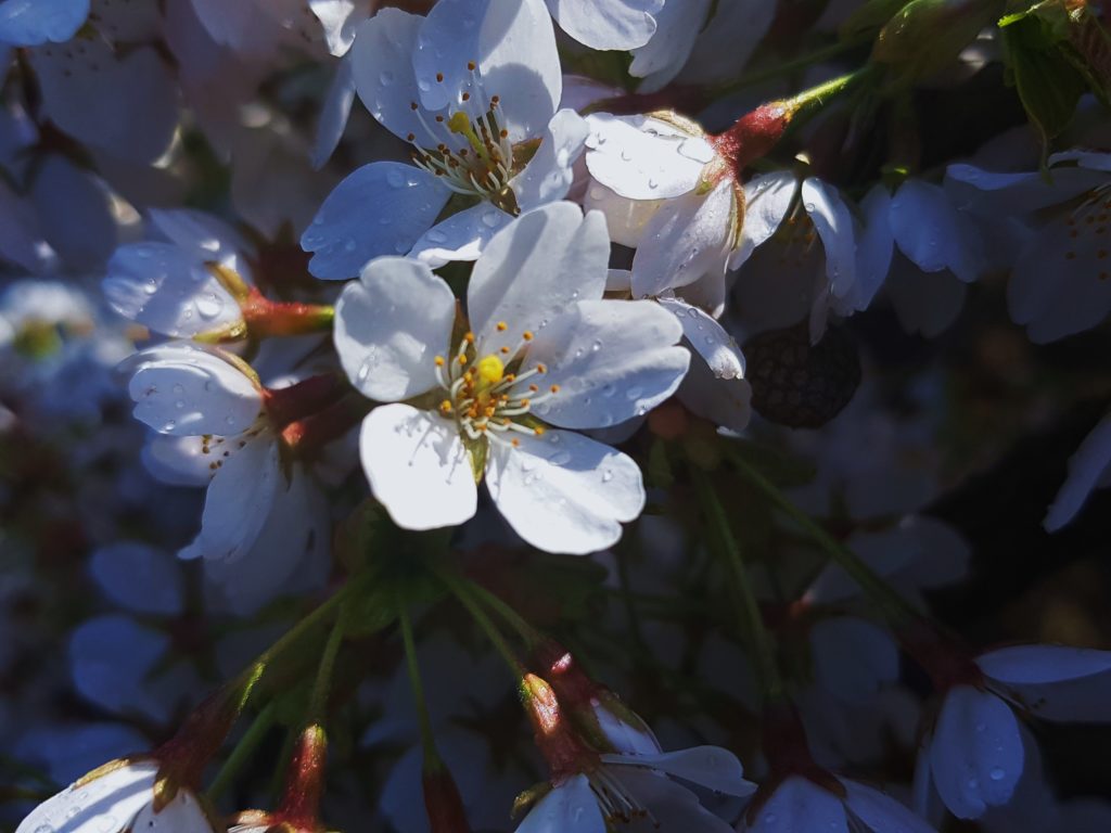 Kirsche, Kirschen, Kirschbaum, Prunus, Kirschbäume