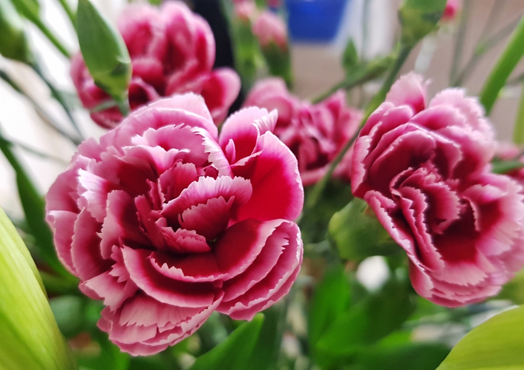 Nelke, Nelken, Garten-Nelke, Dianthus, Dianthus caryophyllus, Sunflor Esta