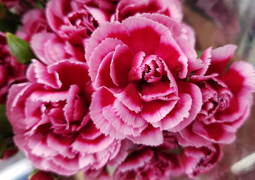 Nelke, Nelken, Garten-Nelke, Dianthus, Dianthus caryophyllus, Sunflor Esta