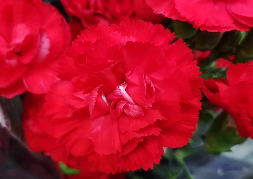 Nelke, Nelken, Garten-Nelke, Dianthus, Dianthus caryophyllus, Rote Nelke