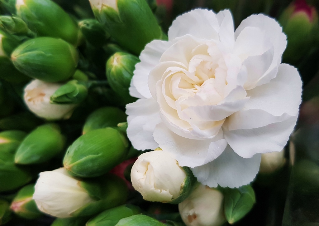Nelke, Nelken, Garten-Nelke, Dianthus, Dianthus caryophyllus, Weiße Nelke