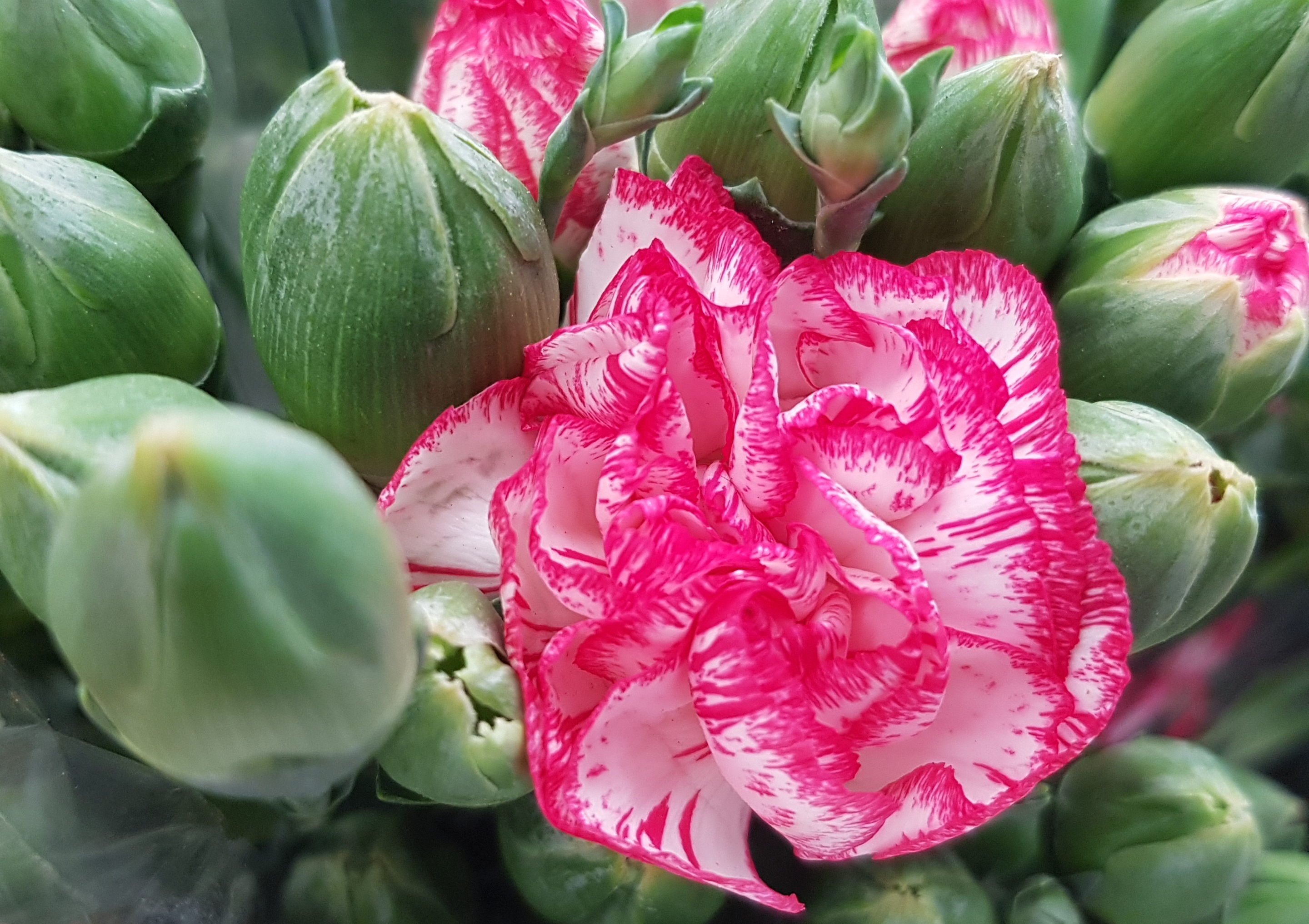 Nelke, Nelken, Garten-Nelke, Dianthus, Dianthus caryophyllus, Picotee