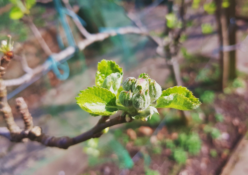 Apfelbaum schneiden, Apfelbaum, Apfelbäume, Schnitt, Schnitt am Apfelbaum, Apfel, Äpfel, Apfelholz, Malus, Kulturapfel, Malus domestica, Apfelfrucht