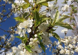 Kirsche, Kirschen, Kirschbaum, Prunus, Kirschbäume, Kirschblüte, Wildkirsche, Vogelkirsche, Prunus avium