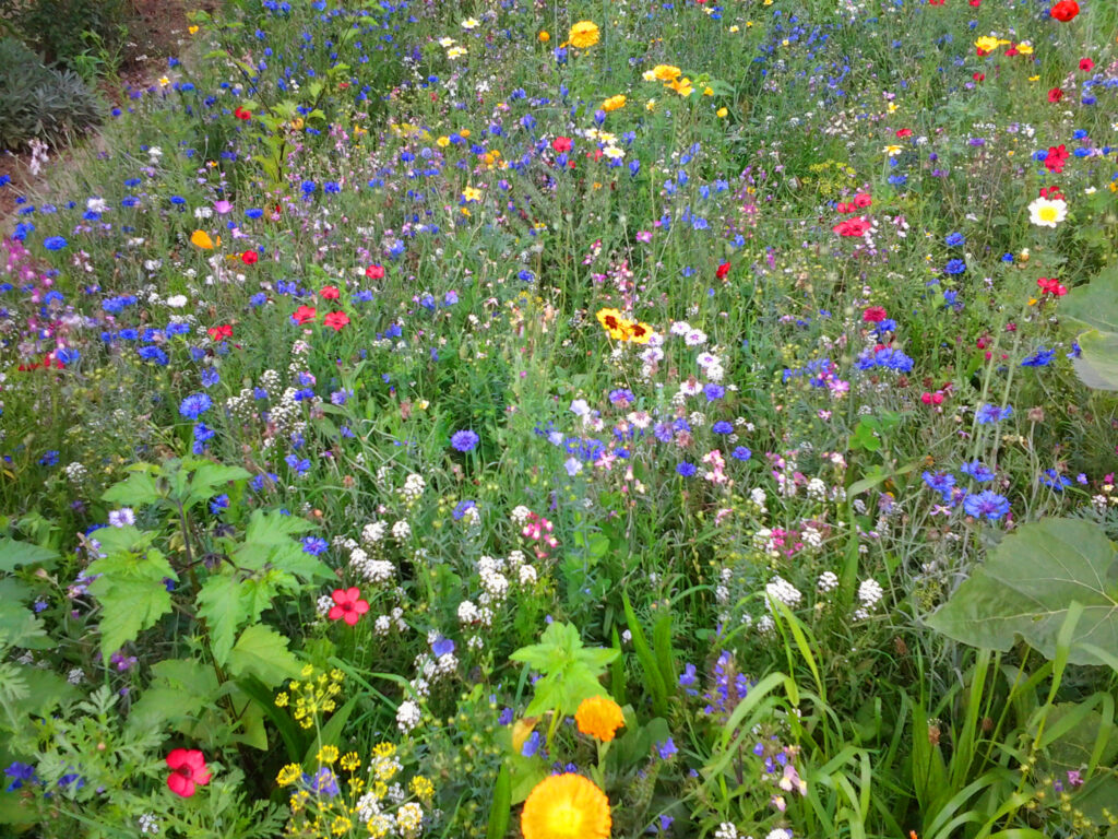 Blumenwiese, Wildblumenwiese, Blumenwiese anlegen