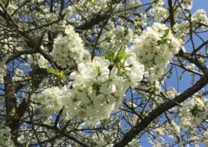 Kirsche, Kirschen, Kirschbaum, Prunus, Kirschbäume, Kirschblüte, Wildkirsche, Vogelkirsche, Prunus avium