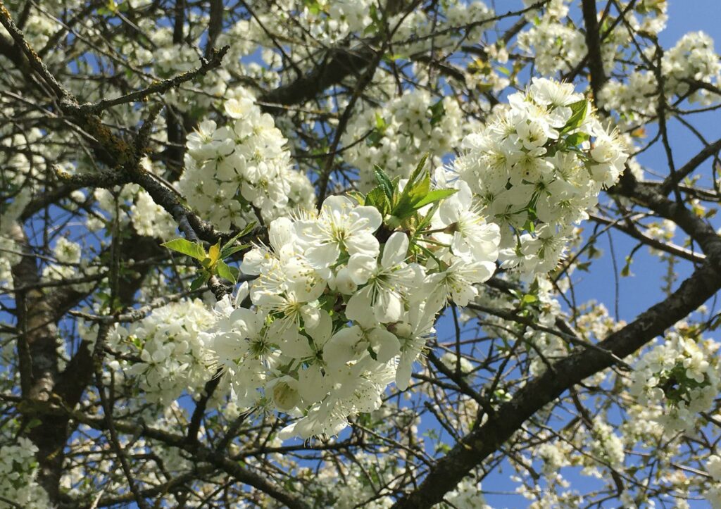 Kirsche, Kirschen, Kirschbaum, Prunus, Kirschbäume, Kirschblüte, Wildkirsche, Vogelkirsche, Prunus avium