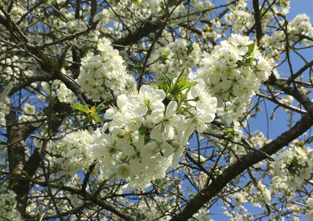 Kirschbaum schneiden, Kirsche, Kirschen, Kirschbaum, Prunus, Kirschbäume, Kirschblüte, Wildkirsche, Vogelkirsche, Prunus avium