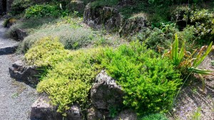 Polsterstauden im Steingartenbeet | © gruenes-archiv.de