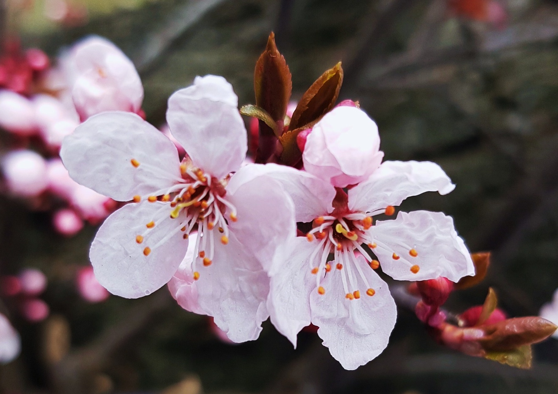 Kirsche, Kirschen, Kirschbaum, Prunus, Kirschbäume, Kirschblüte, Sakura, Zierkirsche