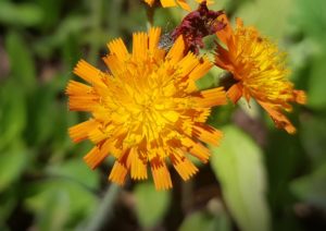 Pippau, Crepis, Goldpippau, Crepis rubra