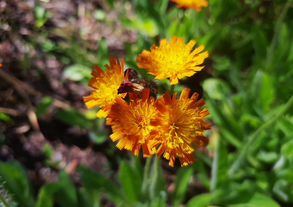 Pippau, Crepis, Goldpippau, Crepis aurea