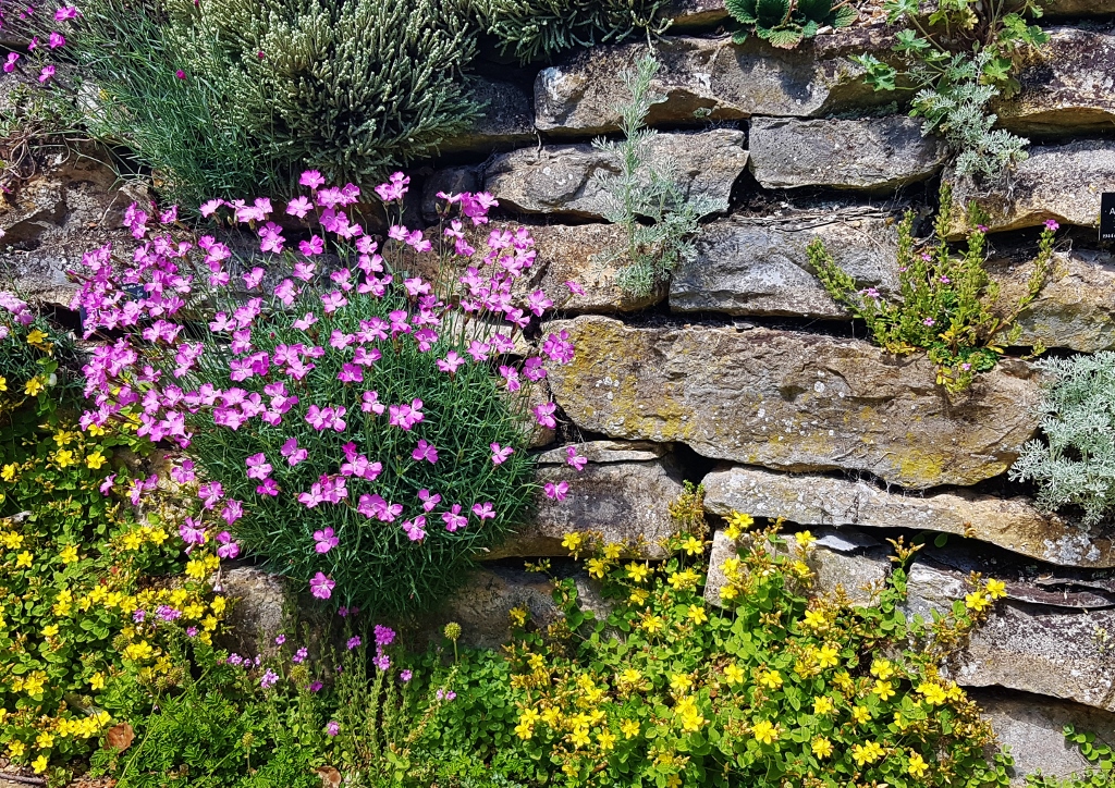 Steingarten, Steingarten anlegen, Steingartenstauden, Trockenmauer