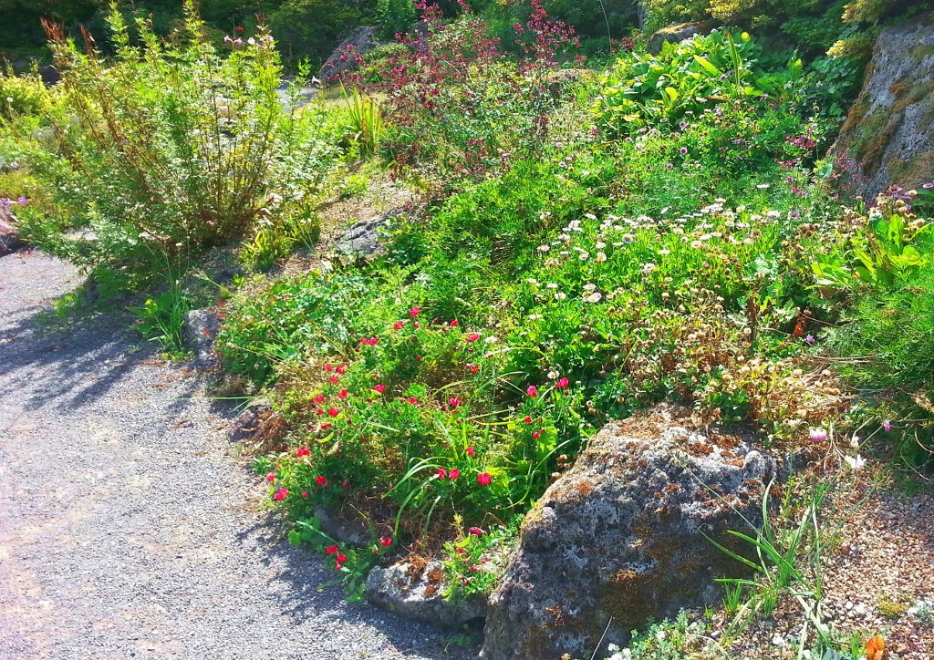 Steingarten, Steingarten anlegen, Steingartenstauden, Felsenbeet