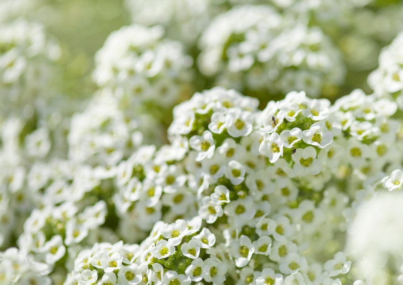 Steinkraut, Duftsteinrich, Lobularia maritima