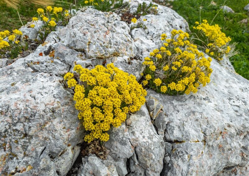 Kreuzblütengewächse, Steinkraut, Alyssum, Berg-Steinkraut, Alyssum Montanum