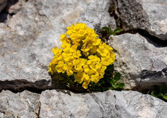 Steinkraut, Alyssum, Berg-Steinkraut, Alyssum Montanum