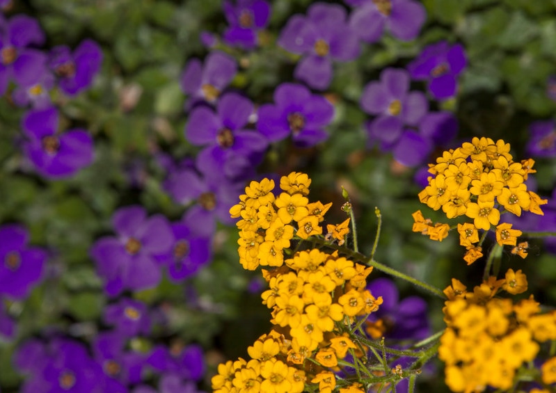 Steinkraut, Alysum, Blaukissen, Aubrieta