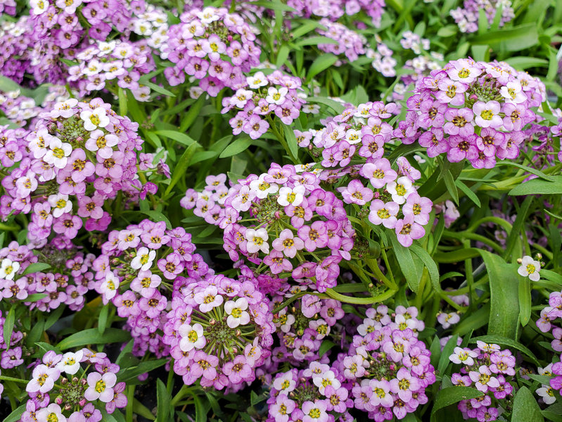 Steinkraut, Silberkraut, Strand-Silberkraut, Duftsteinrich, Lobularia maritima, Regina Vittoria