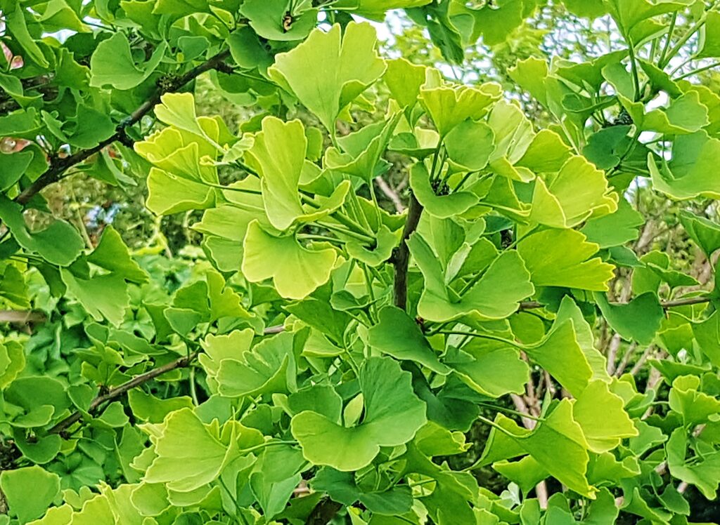 Ginkgo, Ginkgo biloba ,Ginkobaum, Ginkgobäume