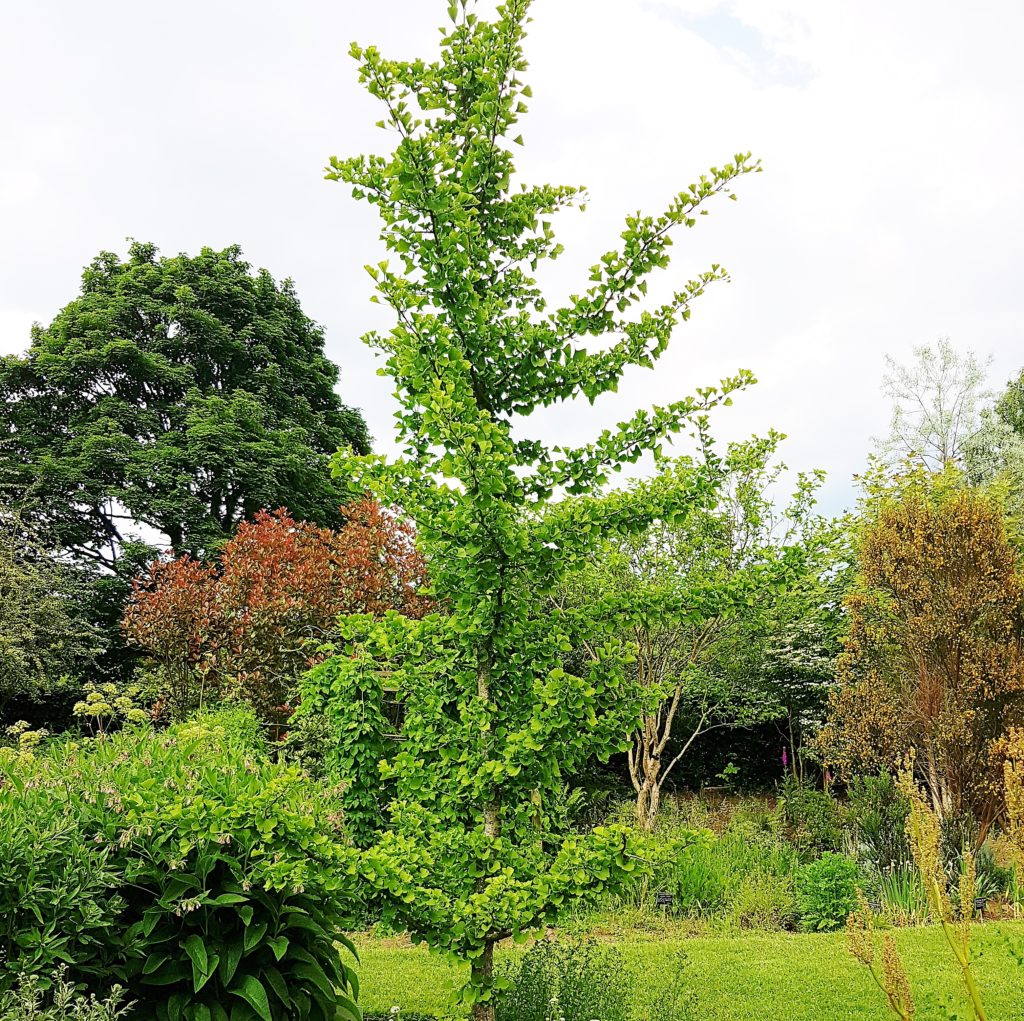Ginkgo, Ginkgo biloba ,Ginkobaum, Ginkgobäume