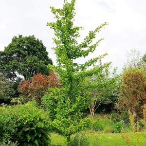 Ginkgo, Ginkgo biloba ,Ginkobaum, Ginkgobäume