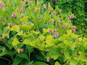 Ginkgo, Ginkgo biloba ,Ginkobaum, Ginkgobäume